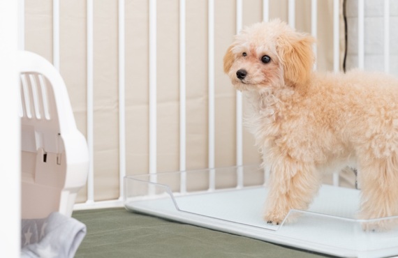 子犬のケア | 東京都日野市のドッグスクールならDOG SCHOOL SORTE