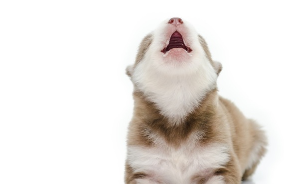 無駄吠えのしつけ | 東京都日野市のドッグスクールならDOG SCHOOL SORTE