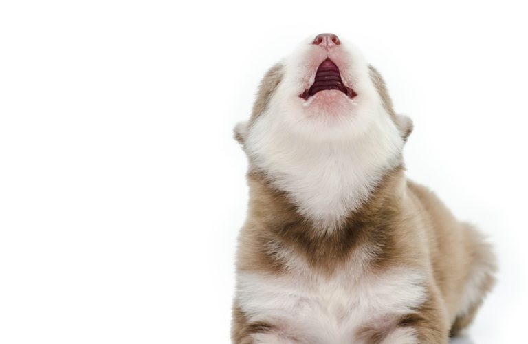 無駄吠えのしつけ | 東京都日野市のドッグスクールならDOG SCHOOL SORTE