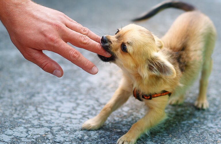 噛み癖の防止 | 東京都日野市のドッグスクールならDOG SCHOOL SORTE