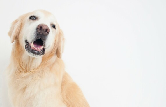 大型犬も対応 | 東京都日野市のドッグスクールならDOG SCHOOL SORTE