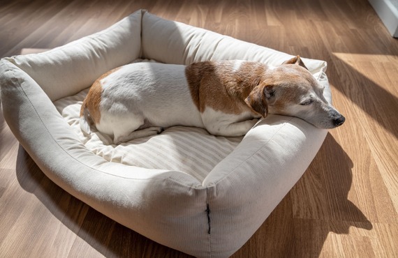 ケージフリーで運営 | 東京都日野市のドッグスクールならDOG SCHOOL SORTE