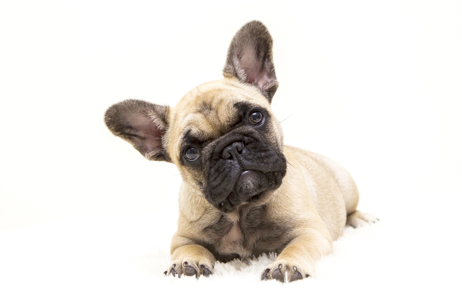 dogs-gc95dd0af0_1920