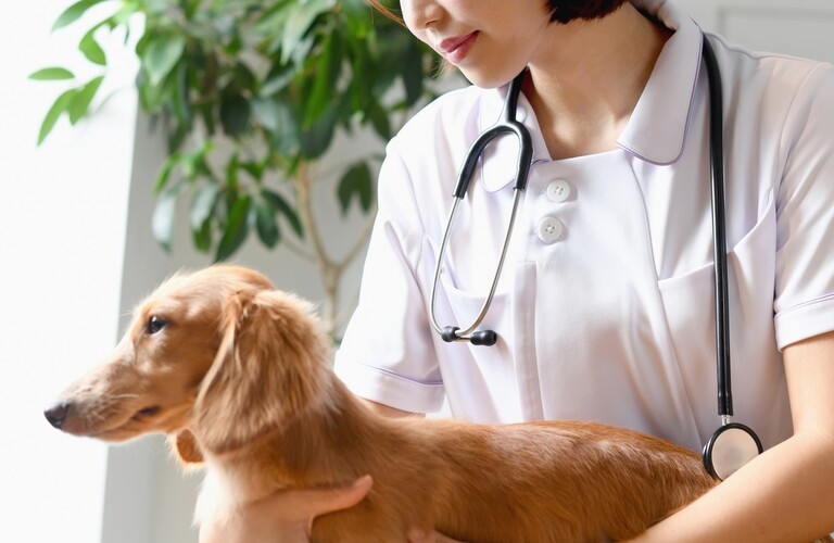 動物看護師が行う | 東京都日野市のドッグスクールならDOG SCHOOL SORTE