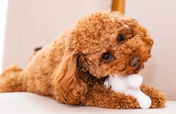 足を噛む癖| 東京都日野市のドッグスクールならDOG SCHOOL SORTE