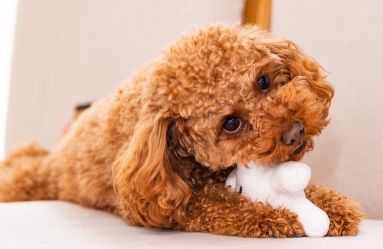 足を噛む癖| 東京都日野市のドッグスクールならDOG SCHOOL SORTE