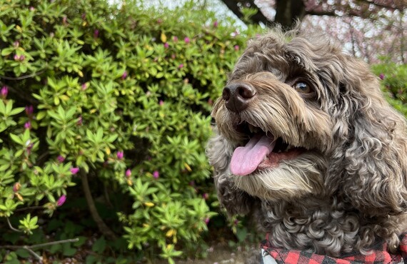 お散歩ありのペットホテル| 東京都日野市のドッグスクールならDOG SCHOOL SORTE