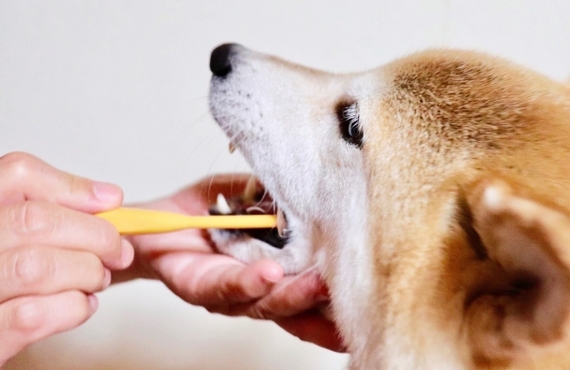 歯磨きトレーニング | 東京都日野市のドッグスクールならDOG SCHOOL SORTE